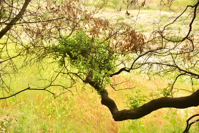 DSC_6312 (Large).JPG